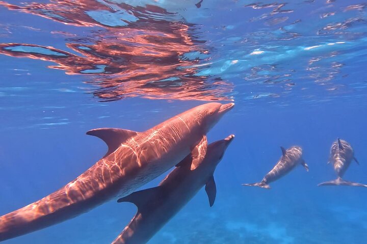 Dolphin House - immagine 3