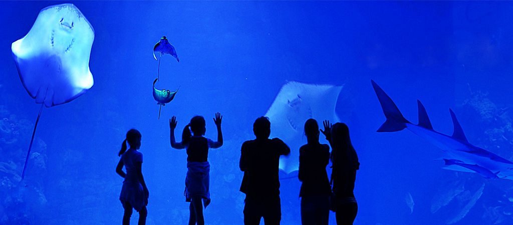 Grand Aquarium - immagine 3
