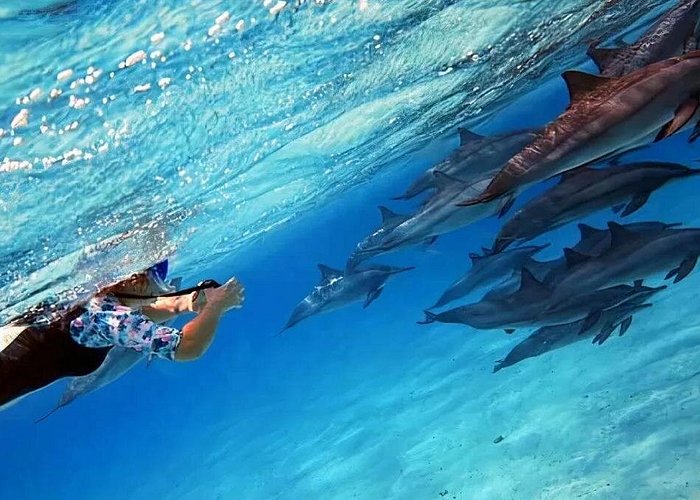 Nuoto con i Delfini Sharm - immagine 3