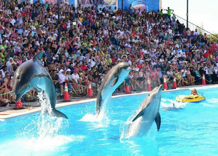Spettacolo dei Delfini Sharm - immagine 4