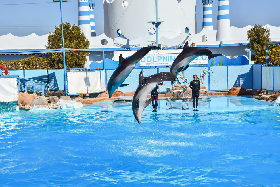 Spettacolo/Nuoto dei Delfini Hurghada - immagine 3