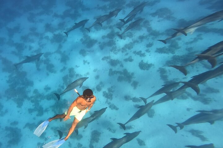 Dolphin House - immagine 4