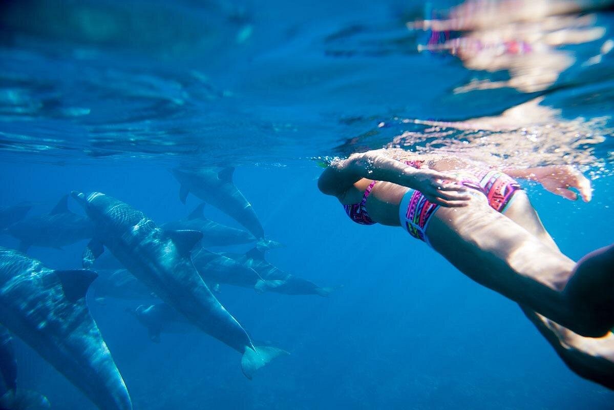 Nuoto con i Delfini Sharm - immagine 4