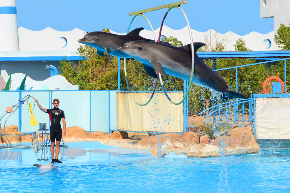 Spettacolo/Nuoto dei Delfini Hurghada - immagine 4