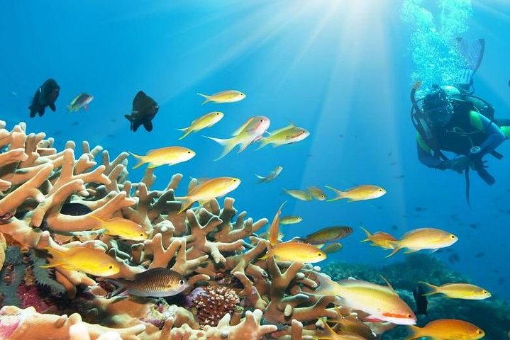 Diving Trip - immagine 4