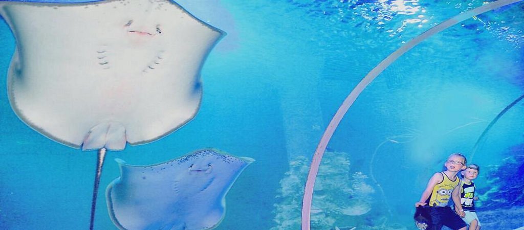 Grand Aquarium - immagine 5