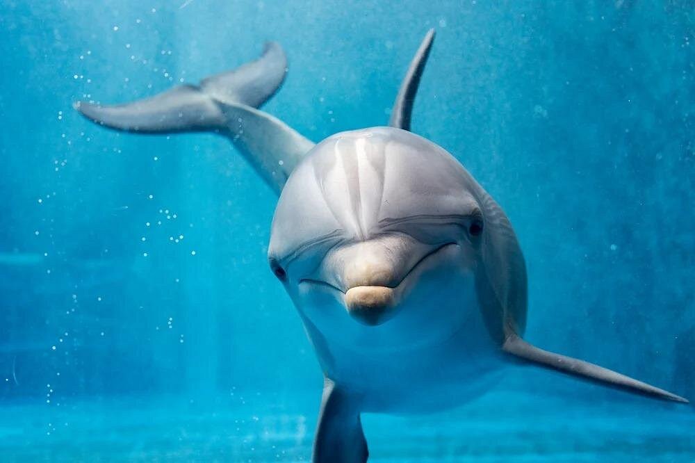 Nuoto con i Delfini Sharm - immagine 5