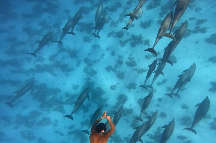 Dolphin House - immagine 6