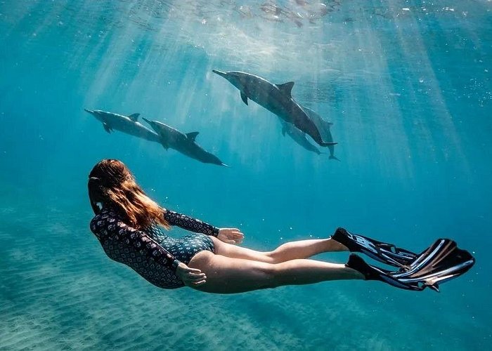 Nuoto con i Delfini Sharm - immagine 6