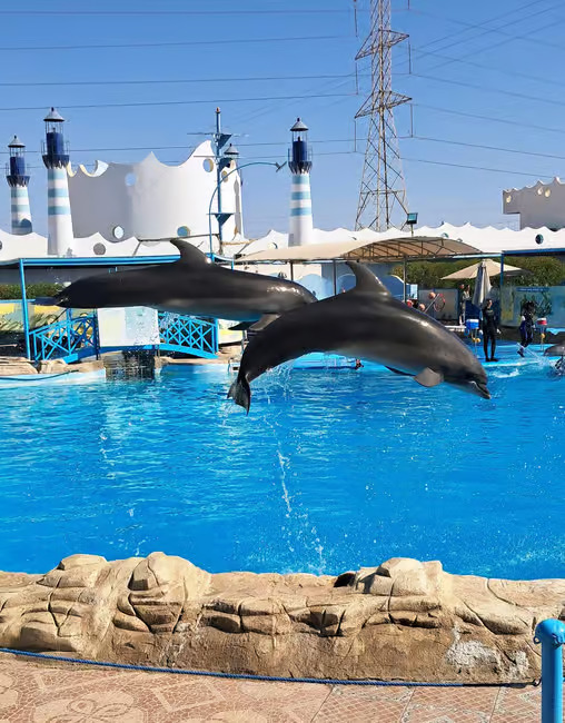 Spettacolo/Nuoto dei Delfini Hurghada - immagine 6