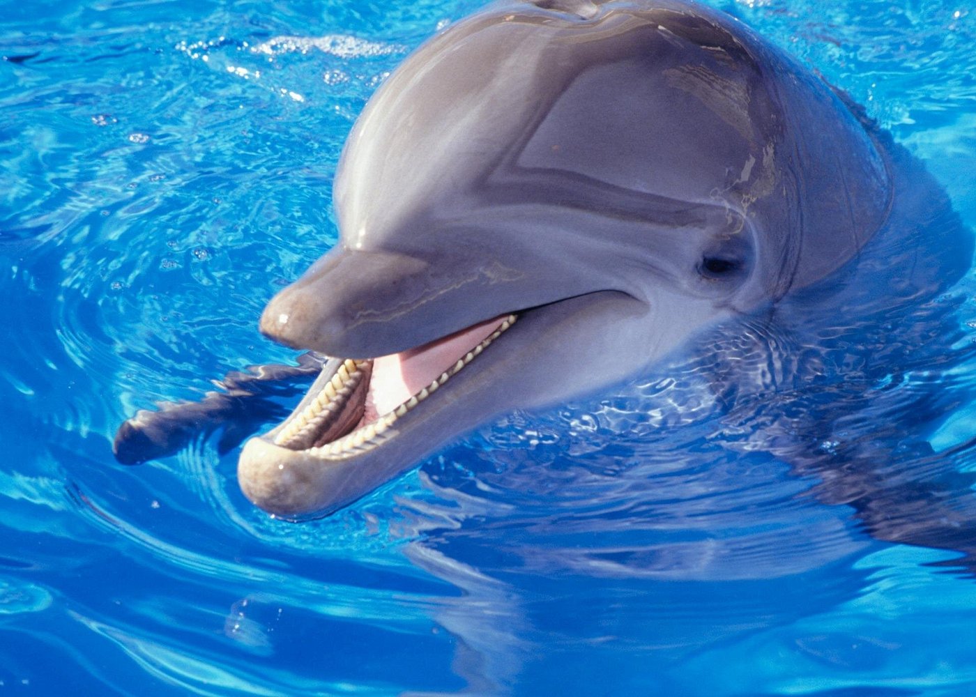 Nuoto con i Delfini Sharm - immagine 7