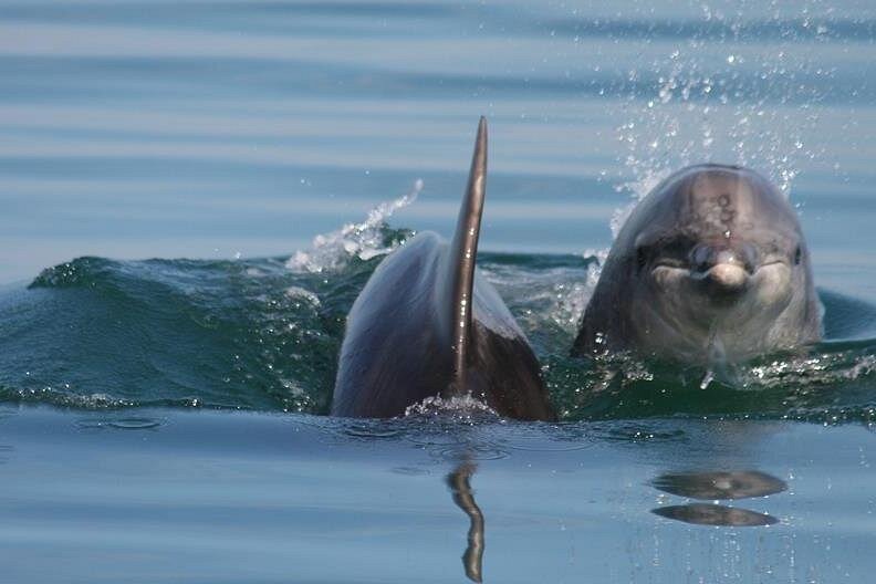 Nuoto con i Delfini Sharm - immagine 8