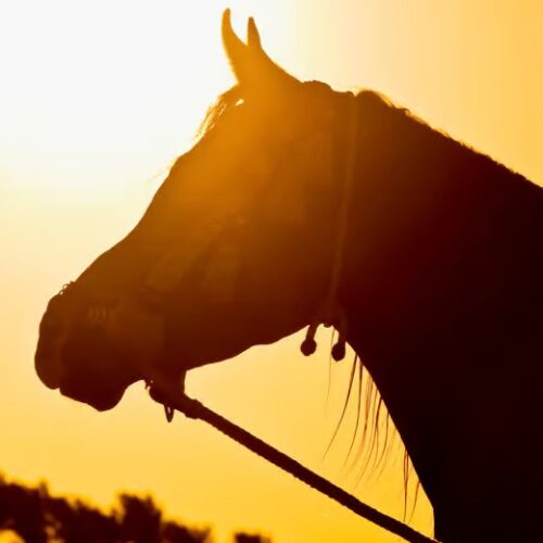 Escursione a Cavallo