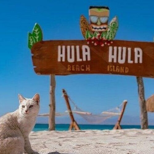 Hula Hula