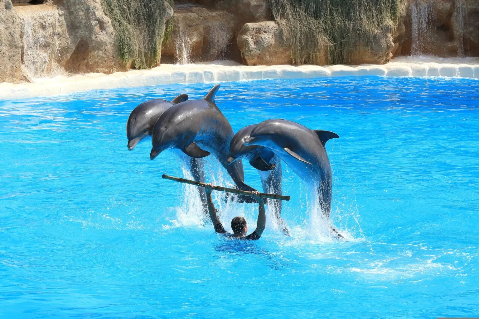 Spettacolo dei Delfini Sharm - immagine 7
