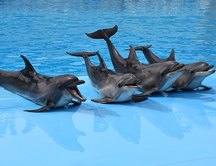 Nuoto con i Delfini Sharm - immagine 2